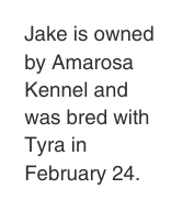 Jake is owned by Amarosa Kennel and was bred with Tyra in February 24